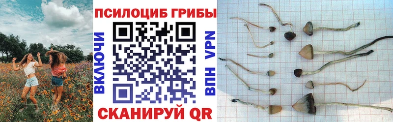 Купить закладки  Заинск  Галлюциногенные грибы Cubensis 